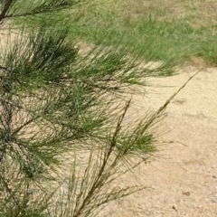 Allocasuarina luehmannii at Molonglo Valley, ACT - 1 Feb 2018