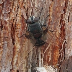 Rutilia (Donovanius) sp. (genus & subgenus) (A Bristle Fly) at Molonglo Valley, ACT - 22 Feb 2018 by galah681