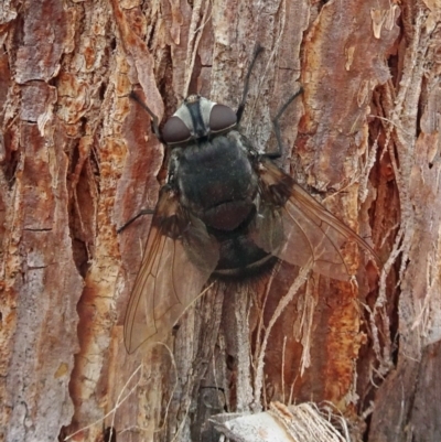 Rutilia (Donovanius) sp. (genus & subgenus) (A Bristle Fly) at Molonglo Valley, ACT - 22 Feb 2018 by galah681