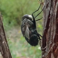 Rutilia (Donovanius) sp. (genus & subgenus) at Molonglo Valley, ACT - 22 Feb 2018