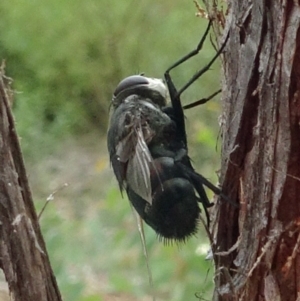 Rutilia (Donovanius) sp. (genus & subgenus) at Molonglo Valley, ACT - 22 Feb 2018