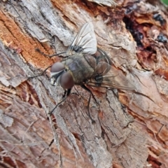 Rutilia (Donovanius) sp. (genus & subgenus) at Molonglo Valley, ACT - 22 Feb 2018