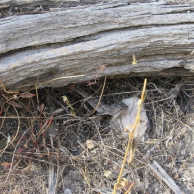 Amphibolurus muricatus (Jacky Lizard) at Googong Foreshore - 24 Feb 2018 by KShort