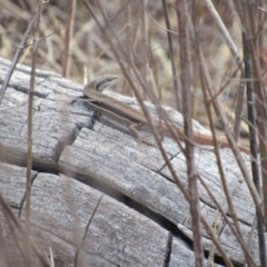 Morethia boulengeri (Boulenger's Skink) at Googong Foreshore - 24 Feb 2018 by KShort