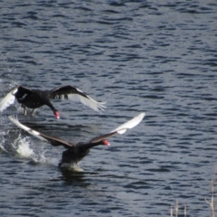 Cygnus atratus (Black Swan) at Googong Foreshore - 24 Feb 2018 by KShort