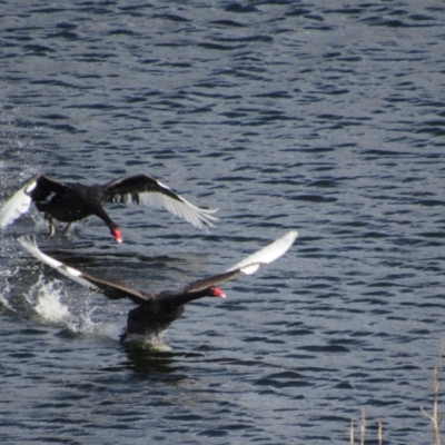 Cygnus atratus (Black Swan) at Googong Foreshore - 24 Feb 2018 by KShort