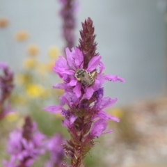 Megachile (Eutricharaea) sp. (genus & subgenus) (Leaf-cutter Bee) at ANBG - 22 Feb 2018 by MichaelMulvaney