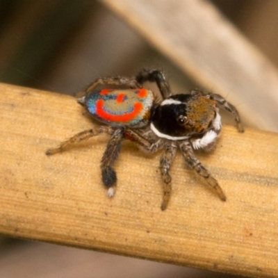 Maratus pavonis (Dunn's peacock spider) at Molonglo River Reserve - 19 Nov 2017 by UserVvgiSFZK