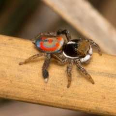 Maratus pavonis (Dunn's peacock spider) at Coombs, ACT - 19 Nov 2017 by UserVvgiSFZK