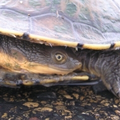 Chelodina longicollis (Eastern Long-necked Turtle) at Fyshwick, ACT - 25 Feb 2018 by MatthewFrawley