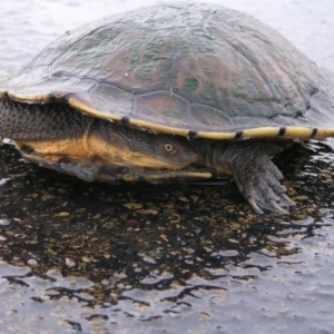 Chelodina longicollis at Fyshwick, ACT - 25 Feb 2018 11:14 AM