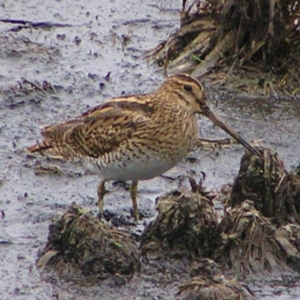 Gallinago hardwickii at Fyshwick, ACT - 25 Feb 2018