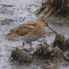 Gallinago hardwickii (Latham's Snipe) at Fyshwick, ACT - 25 Feb 2018 by MatthewFrawley