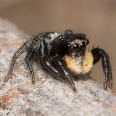 Euophryinae sp.(Undescribed) (subfamily) (A jumping spider) at Black Mountain - 7 Oct 2017 by UserVvgiSFZK
