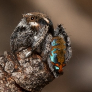 Maratus calcitrans at Canberra Central, ACT - suppressed