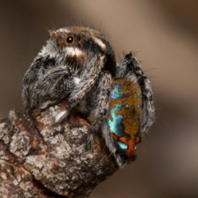 Maratus calcitrans (Kicking peacock spider) at Black Mountain - 7 Oct 2017 by UserVvgiSFZK