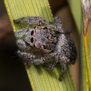 Maratus calcitrans at Canberra Central, ACT - suppressed