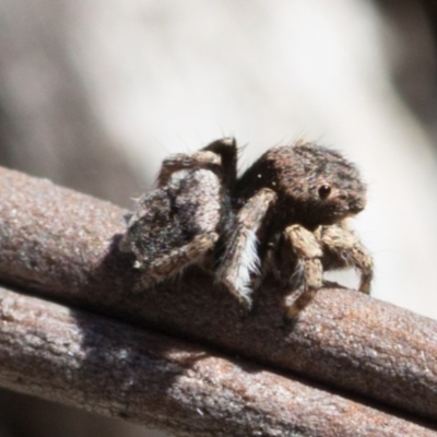 Maratus vespertilio (Bat-like peacock spider) at Black Mountain - 30 Sep 2017 by UserVvgiSFZK