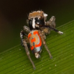 Maratus pavonis at Weston, ACT - 26 Oct 2017