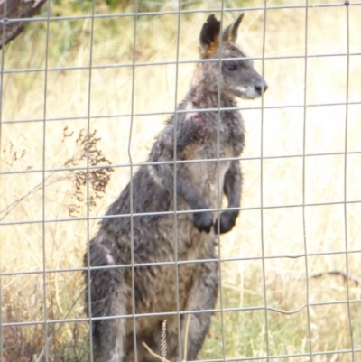 Wallabia bicolor (Swamp Wallaby) at Deakin, ACT - 25 Feb 2018 by JackyF