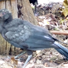 Corcorax melanorhamphos (White-winged Chough) at Hughes, ACT - 24 Feb 2018 by JackyF