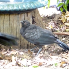 Corcorax melanorhamphos at Hughes, ACT - 24 Feb 2018 02:25 PM