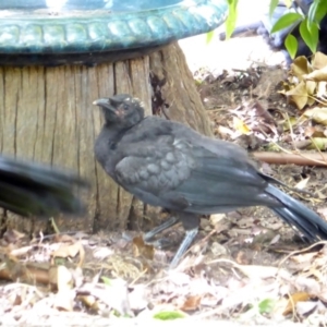 Corcorax melanorhamphos at Hughes, ACT - 24 Feb 2018 02:25 PM