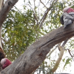 Eolophus roseicapilla (Galah) at Red Hill to Yarralumla Creek - 22 Feb 2018 by JackyF