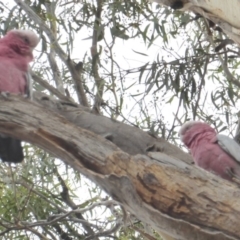 Eolophus roseicapilla at Hughes, ACT - 22 Feb 2018 11:05 AM