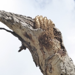 Apis mellifera (European honey bee) at Deakin, ACT - 24 Feb 2018 by JackyF