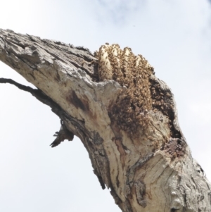 Apis mellifera at Deakin, ACT - 24 Feb 2018 10:24 AM