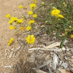 Podolepis jaceoides at Molonglo Valley, ACT - 30 Jan 2018 10:52 AM