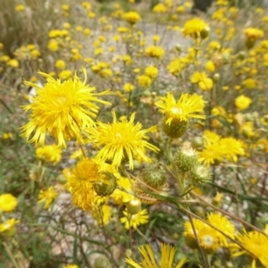 Podolepis jaceoides at Molonglo Valley, ACT - 30 Jan 2018