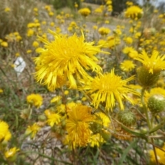 Podolepis jaceoides at Molonglo Valley, ACT - 30 Jan 2018 10:52 AM