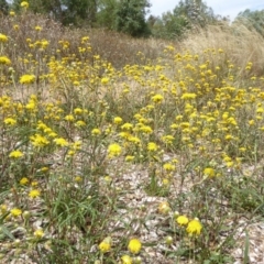 Podolepis jaceoides at Molonglo Valley, ACT - 30 Jan 2018