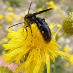 Laeviscolia frontalis (Two-spot hairy flower wasp) at Sth Tablelands Ecosystem Park - 30 Jan 2018 by AndyRussell