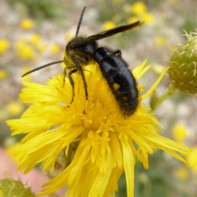 Australelis anthracina (Flower wasp) at Molonglo Valley, ACT - 30 Jan 2018 by AndyRussell