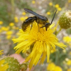 Laeviscolia frontalis at Molonglo Valley, ACT - 30 Jan 2018 12:02 PM