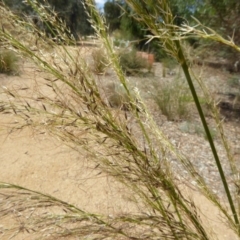 Austrostipa verticillata (Slender Bamboo Grass) at Sth Tablelands Ecosystem Park - 31 Jan 2018 by AndyRussell