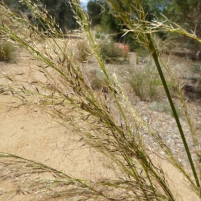 Austrostipa verticillata (Slender Bamboo Grass) at Sth Tablelands Ecosystem Park - 31 Jan 2018 by AndyRussell