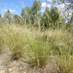 Austrostipa verticillata at Molonglo Valley, ACT - 1 Feb 2018 10:56 AM