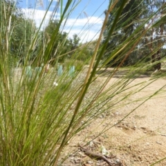 Austrostipa verticillata at Molonglo Valley, ACT - 1 Feb 2018 10:56 AM