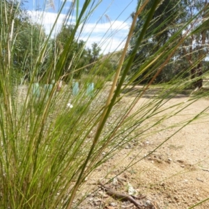 Austrostipa verticillata at Molonglo Valley, ACT - 1 Feb 2018 10:56 AM