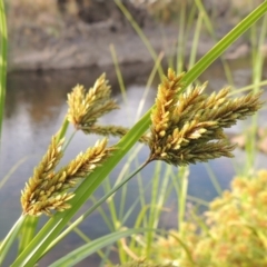 Cyperus exaltatus (Tall Flat-sedge, Giant Sedge) at Molonglo River Reserve - 26 Jan 2018 by michaelb