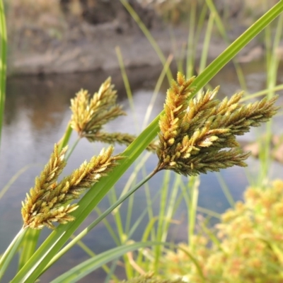 Cyperus exaltatus (Tall Flat-sedge, Giant Sedge) at Molonglo River Reserve - 26 Jan 2018 by michaelb