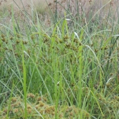 Cyperus exaltatus at Molonglo River Reserve - 26 Jan 2018