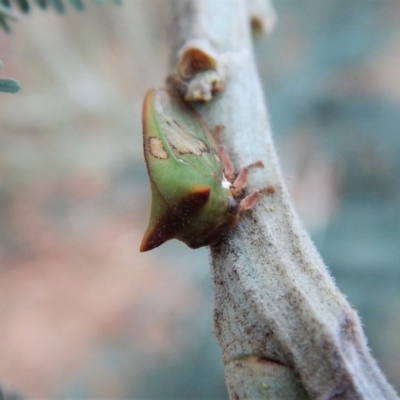 Sextius virescens (Acacia horned treehopper) at Aranda Bushland - 22 Feb 2018 by CathB