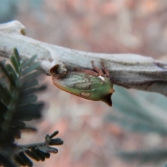 Sextius virescens at Belconnen, ACT - 23 Feb 2018 07:33 AM