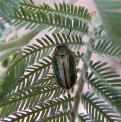 Calomela vittata (Acacia leaf beetle) at Belconnen, ACT - 23 Feb 2018 by CathB