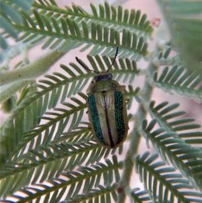 Calomela vittata (Acacia leaf beetle) at Aranda Bushland - 22 Feb 2018 by CathB